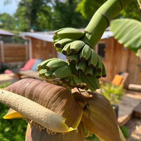 Socoa Le Cabanon 4* Lacanau