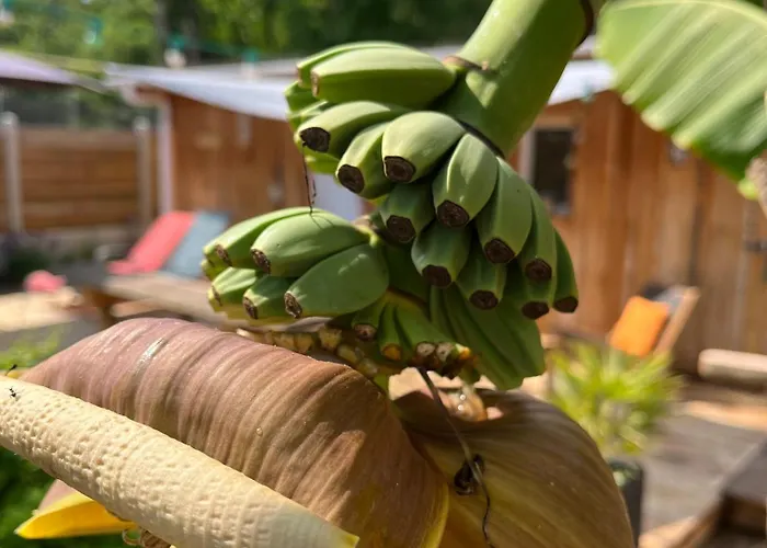 Socoa Le Cabanon 4* Lacanau